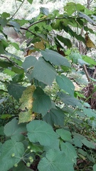 Sparrmannia africana
