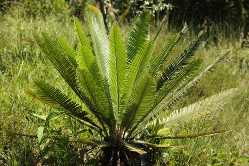 Dioon edule