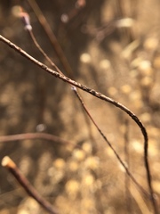 Pucciniaceae