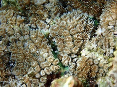 Galaxea fascicularis