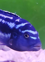 Pseudotropheus cyaneorhabdos