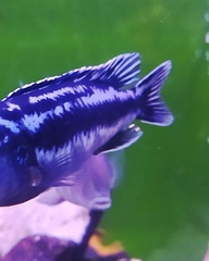 Pseudotropheus cyaneorhabdos