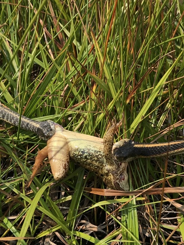 Aquatic Garter Snake photographed in California