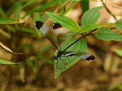 Psolodesmus mandarinus mandarinus