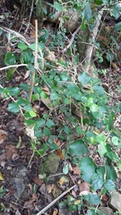 Dovyalis rhamnoides