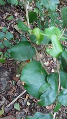 Dovyalis rhamnoides