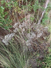 Eupatorium compositifolium