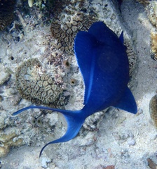 Odonus niger