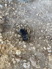 Eleodes suturalis