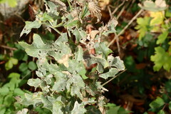 Golovinomyces montagnei