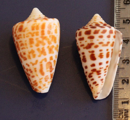Alphabet Cone