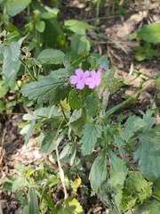 Glandularia canadensis