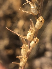 Sairocarpus vexillocalyculatus