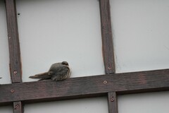 Ptyonoprogne fuligula