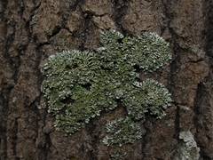 Physconia distorta