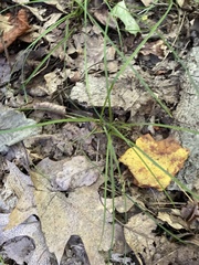 Carex pedunculata