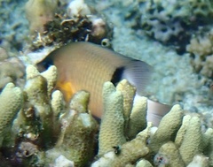 Plectroglyphidodon dickii