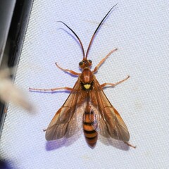 Ichneumonina