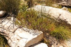 Pelargonium ternatum