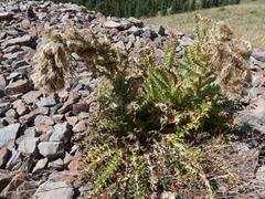 Cirsium funkiae