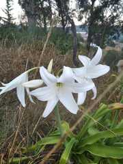 Crinum