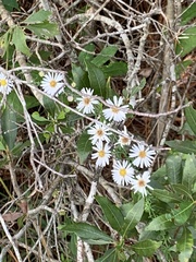 Ampelaster carolinianus