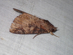 Ercheia cyllaria