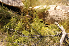 Cliffortia tuberculata