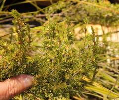 Cliffortia tuberculata