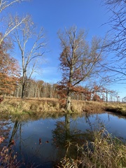 Quercus palustris