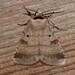 Pale-banded Dart - Photo (c) Royal Tyler, some rights reserved (CC BY-NC-SA), uploaded by Royal Tyler