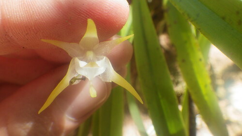 Aeranthes nidus Schltr. 2