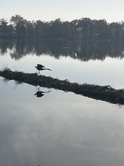 Ardea herodias