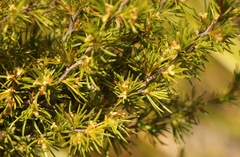 Cliffortia tuberculata