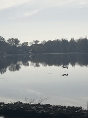 Ardea herodias