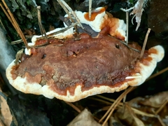 Heterobasidion annosum