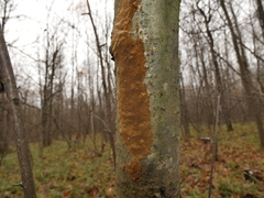 Fomitiporia punctata