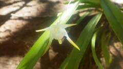 Aeranthes nidus image