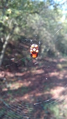 Micrathena glyptogonoides