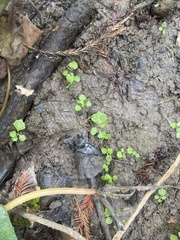 Hydrocotyle verticillata