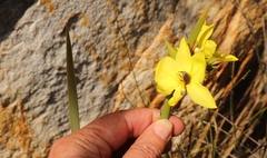 Bobartia