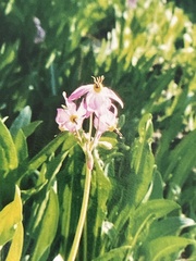 Primula tetrandra