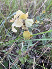 Lyonia fruticosa