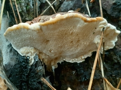 Heterobasidion annosum