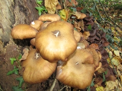 Armillaria mellea