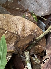 Rhinella crucifer