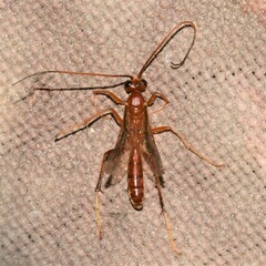 Ctenopelmatinae