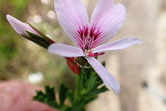 Pelargonium ternatum