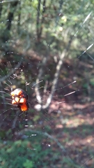 Micrathena glyptogonoides