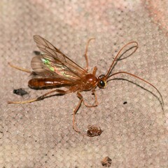 Ctenopelmatinae